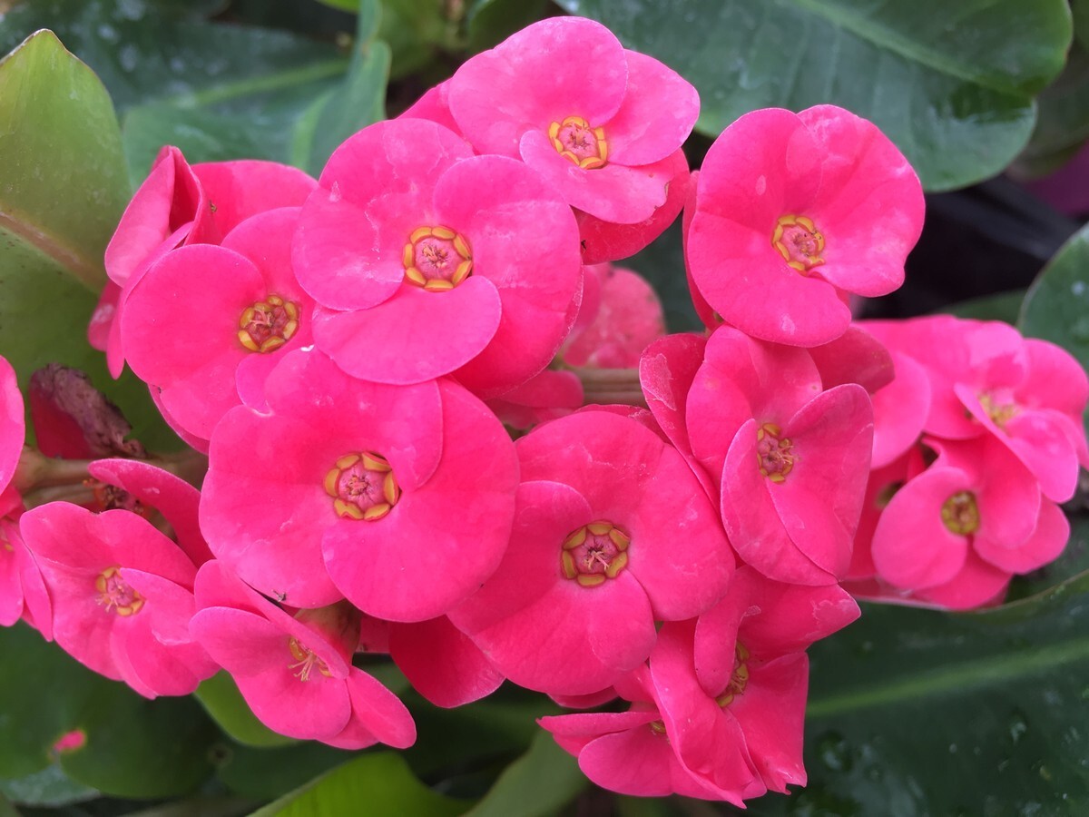 Euphorbia - Lipstick 150mm Pot (VN)