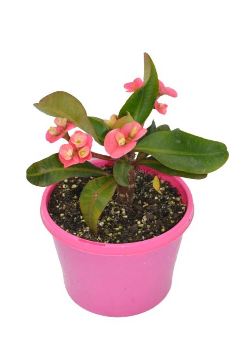 Euphorbia - Lipstick 150mm Pot (VN)