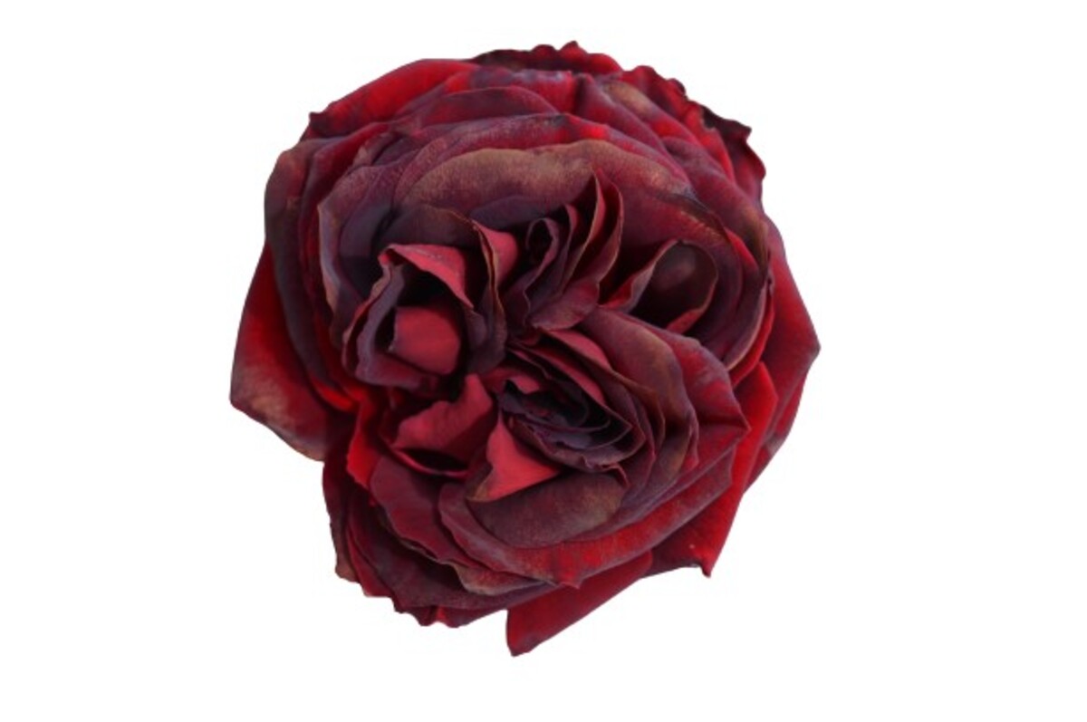 Rose 3ft Standard - Black Beauty 250mm Pot (VN)