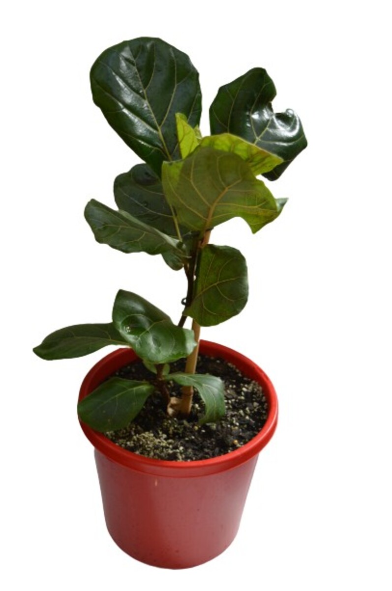 Ficus Lyrata - Fiddle Leaf Fig 200mm Pot