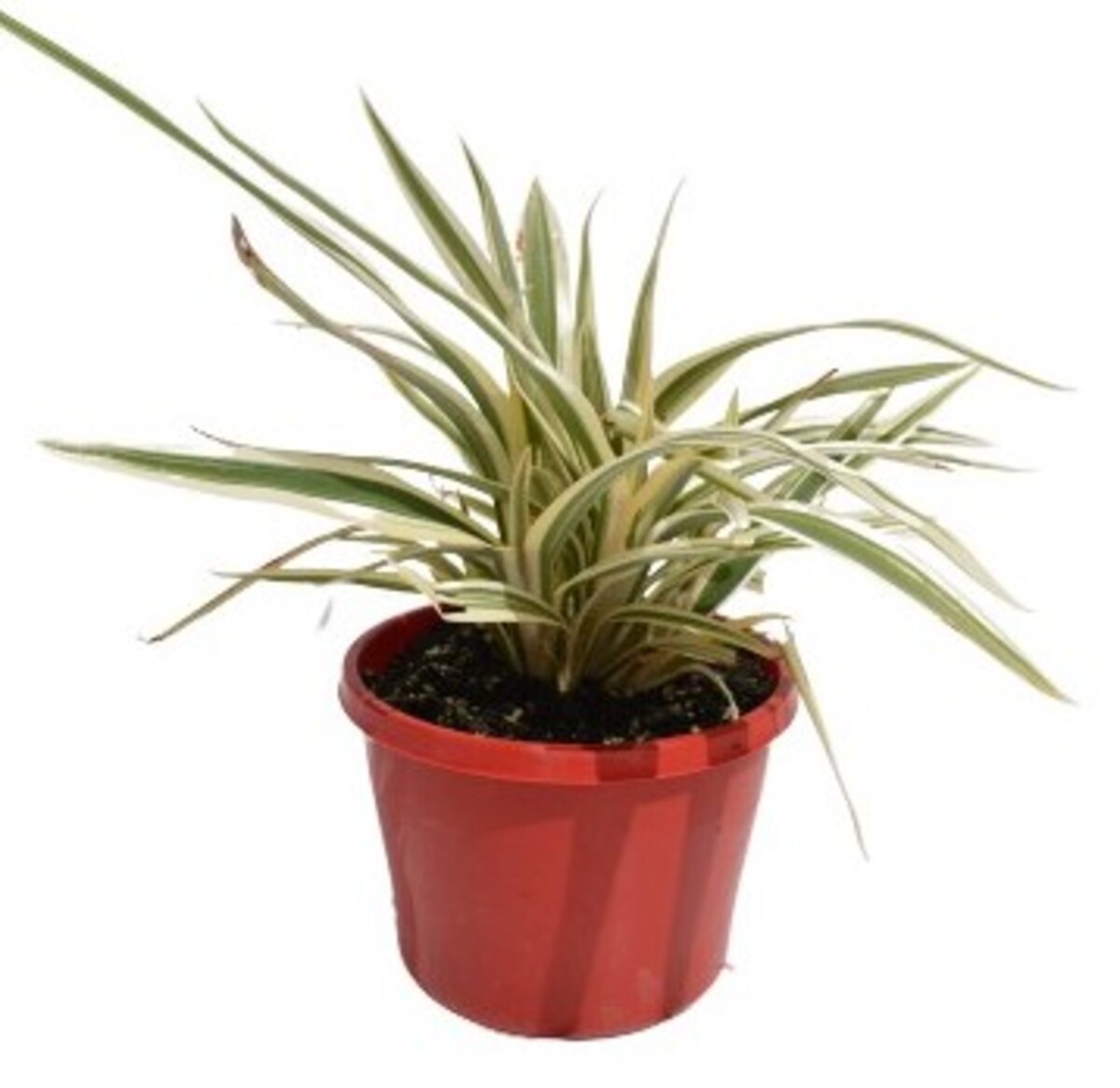 Dianella Silver Streak - Flax Lily 150mm Pot (VN)