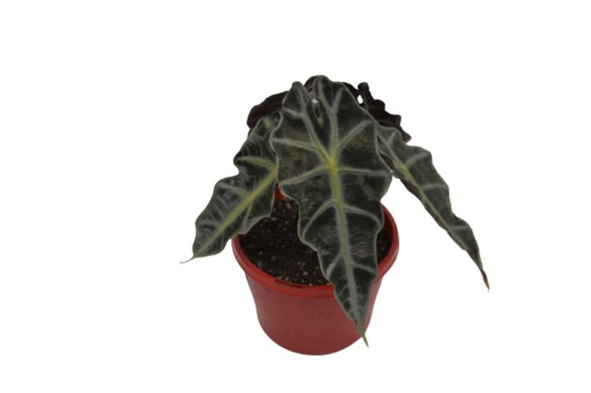 Alocasia - Amazonica Dwarf 150mm Pot (VN)