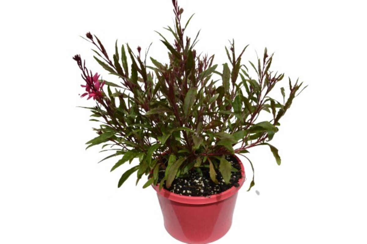 Gaura - Belleza Dark Pink 150mm Pot (VN)