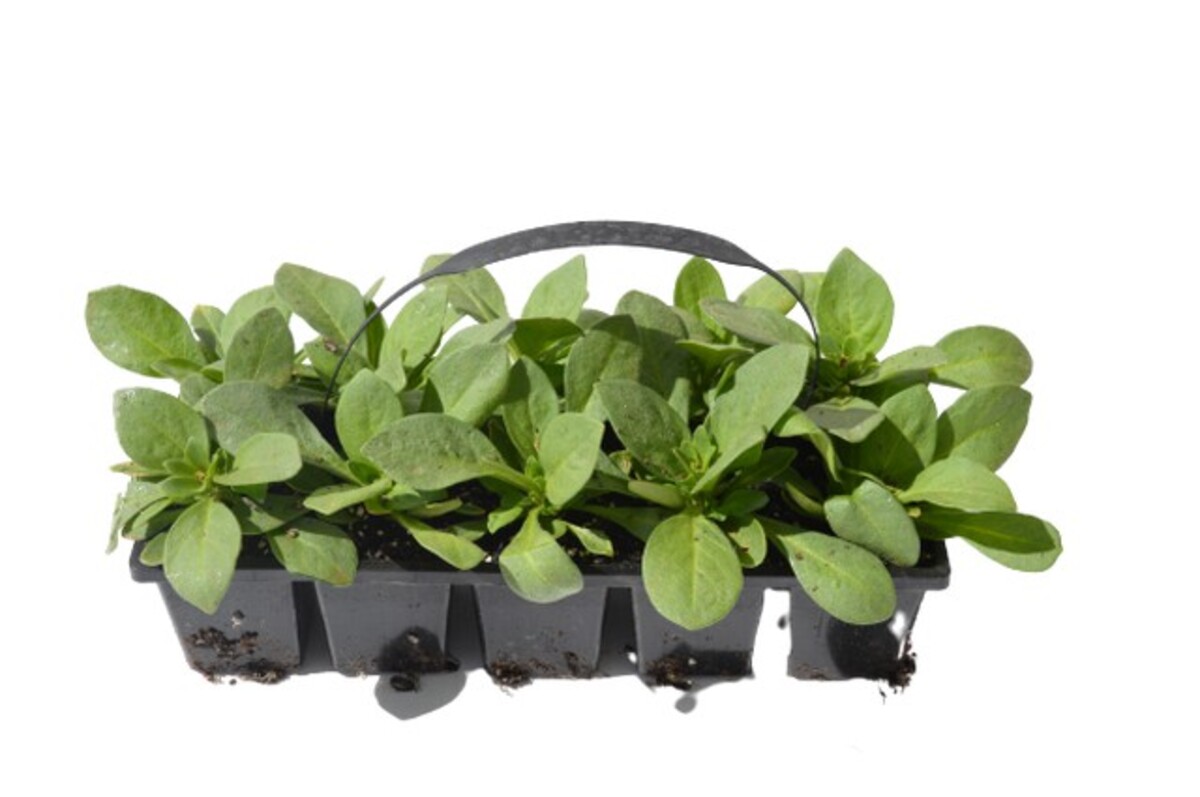 Petunia Ez Rider Red - 10 Pack