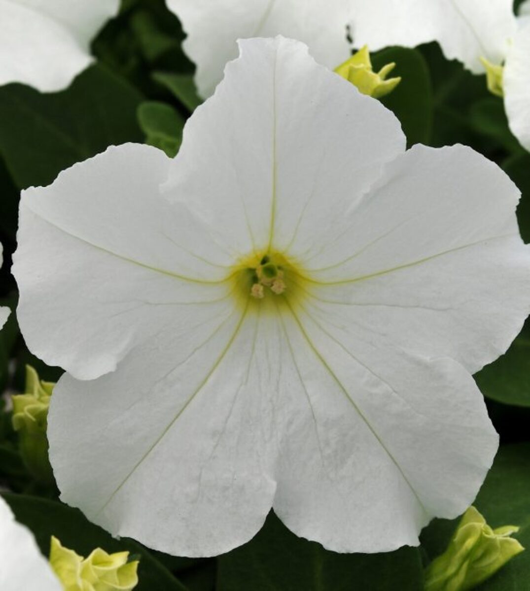 Petunia Ez Rider White - 10 Pack