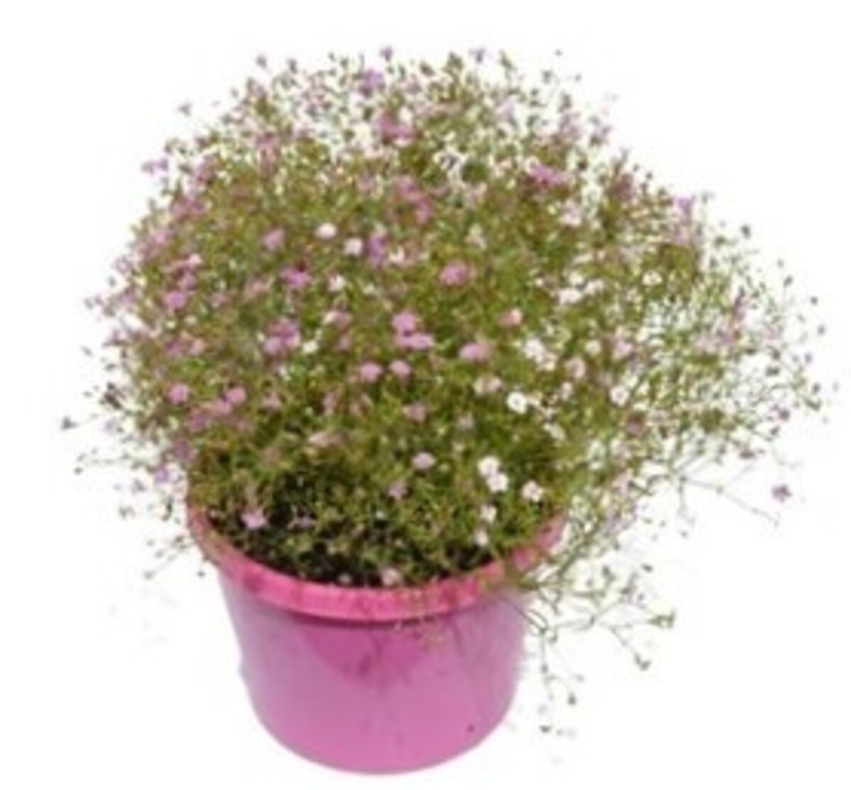 Gypsophila - Gypsy Deep Rose 150mm Pot (VN)