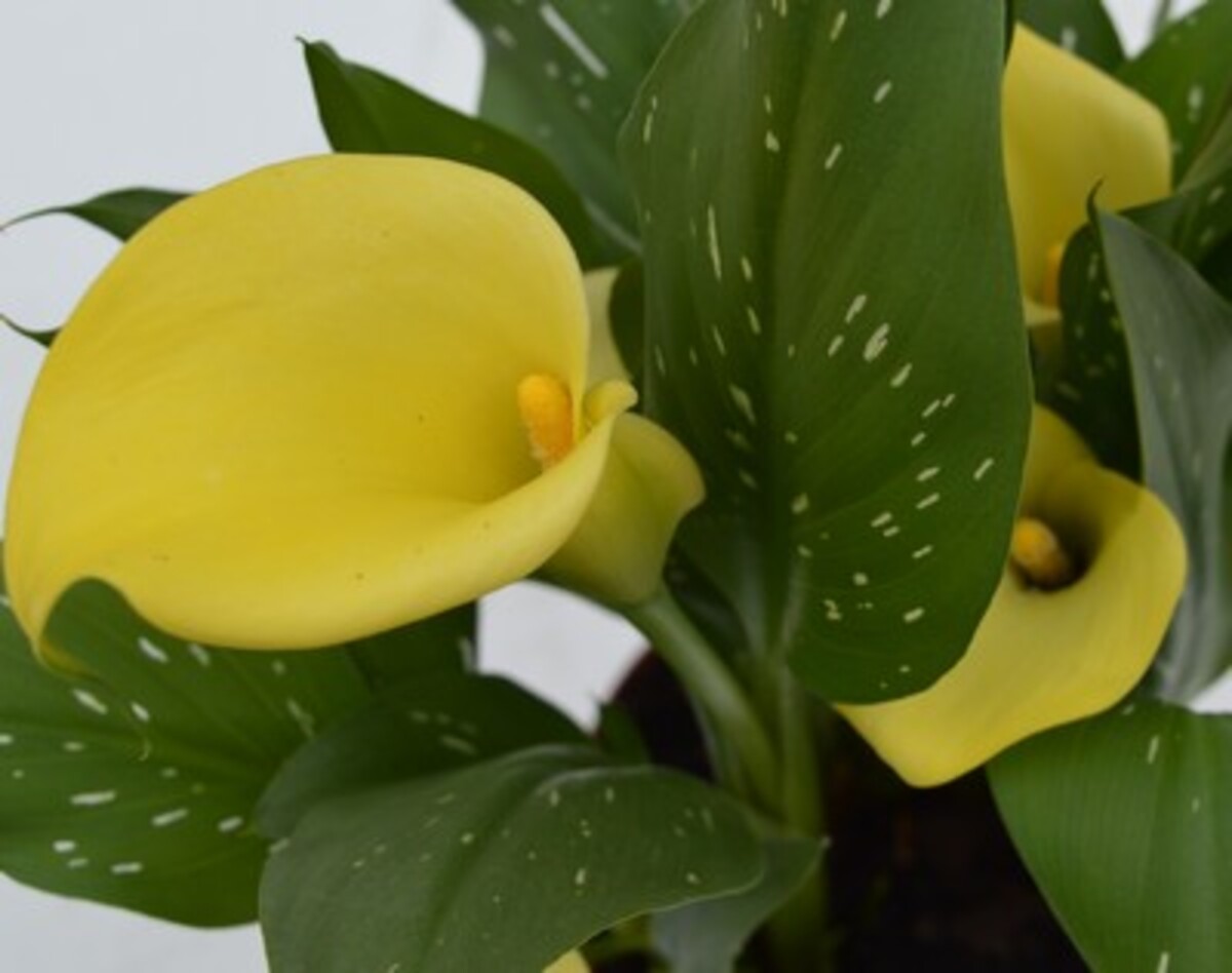 Zantedeschia - Calla Lily 150mm Pot