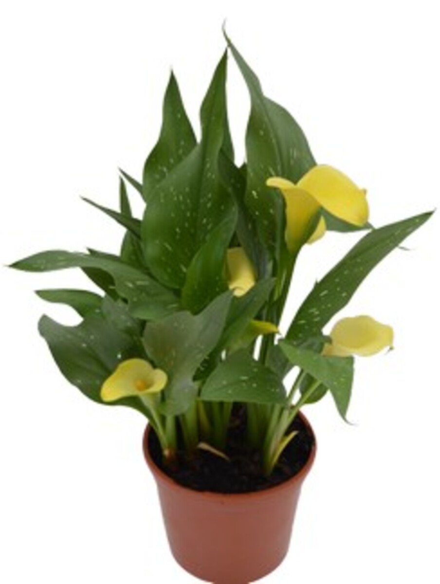 Zantedeschia - Calla Lily 150mm Pot