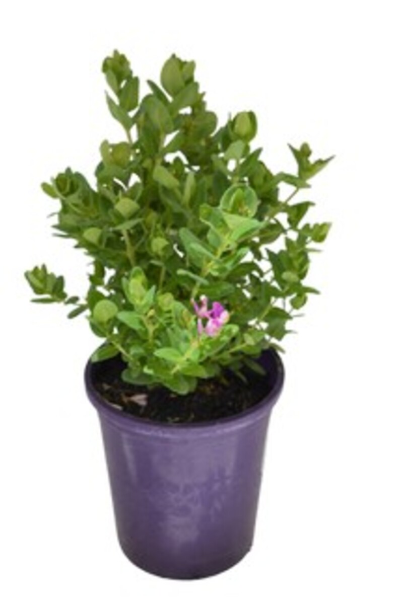 Polygala - Little Bibi 140mm Pot