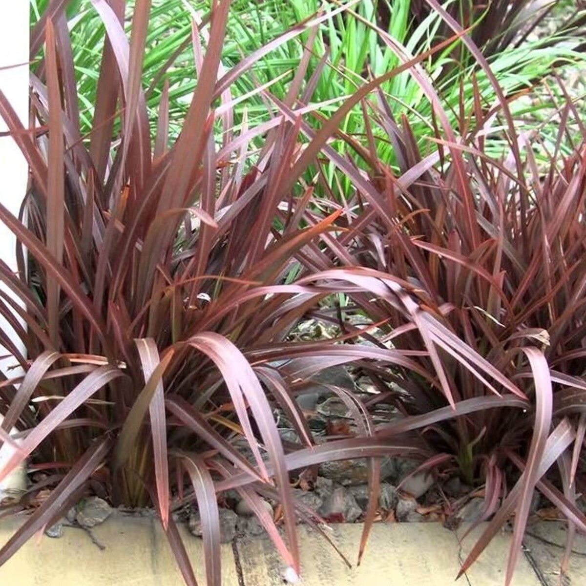 Phormium - Bronze Baby 150mm Pot (VN)