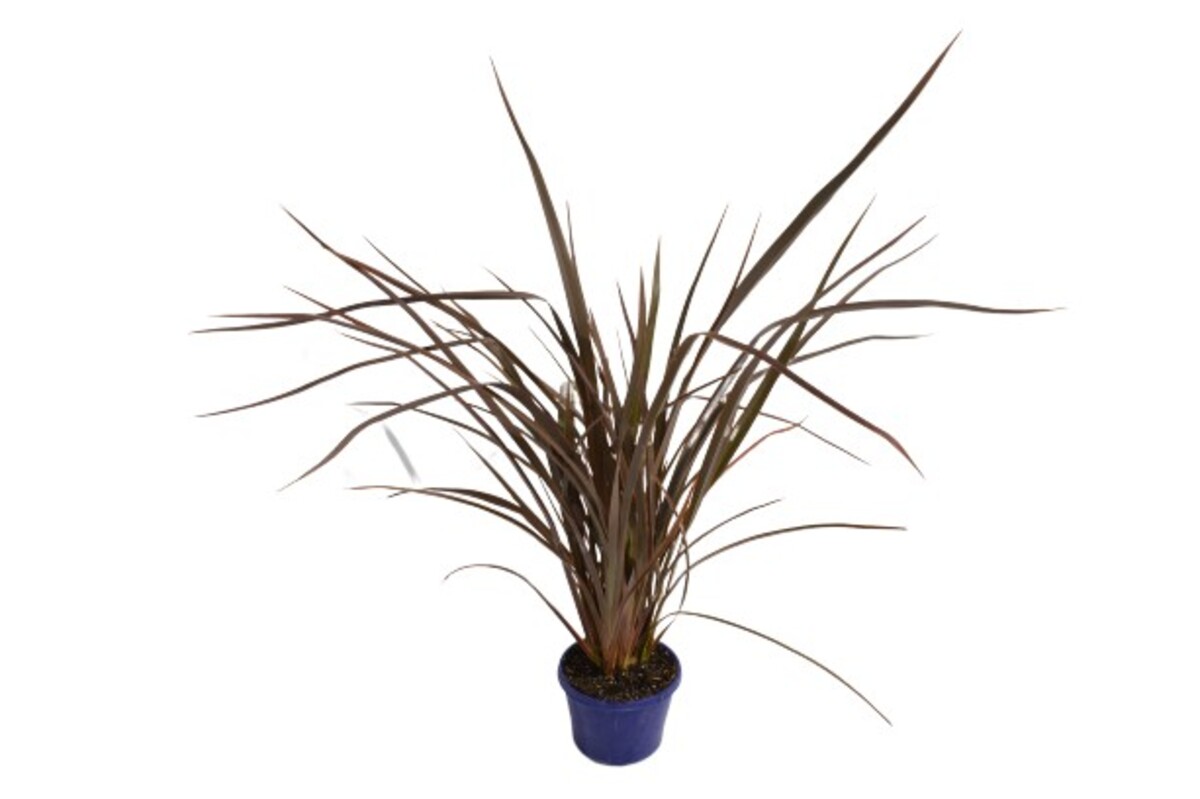 Phormium - Bronze Baby 150mm Pot (VN)