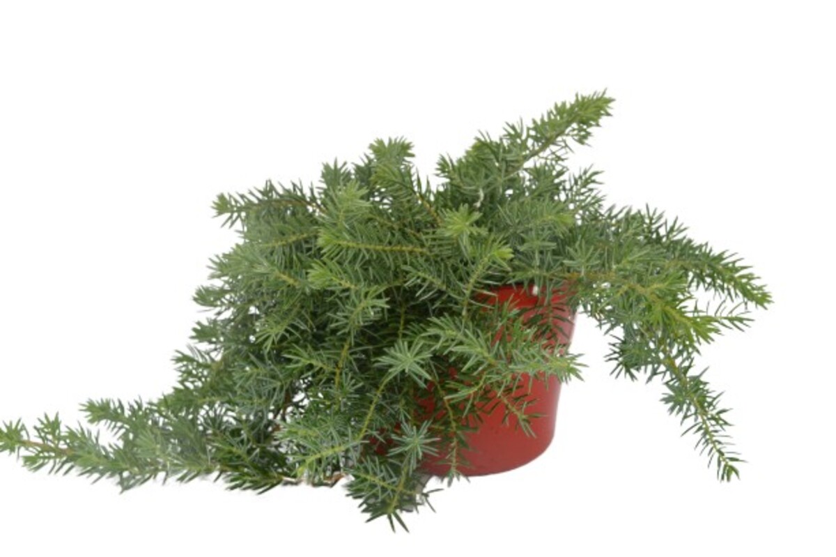 Juniperus - Luchuensis 150mm Pot (VN)