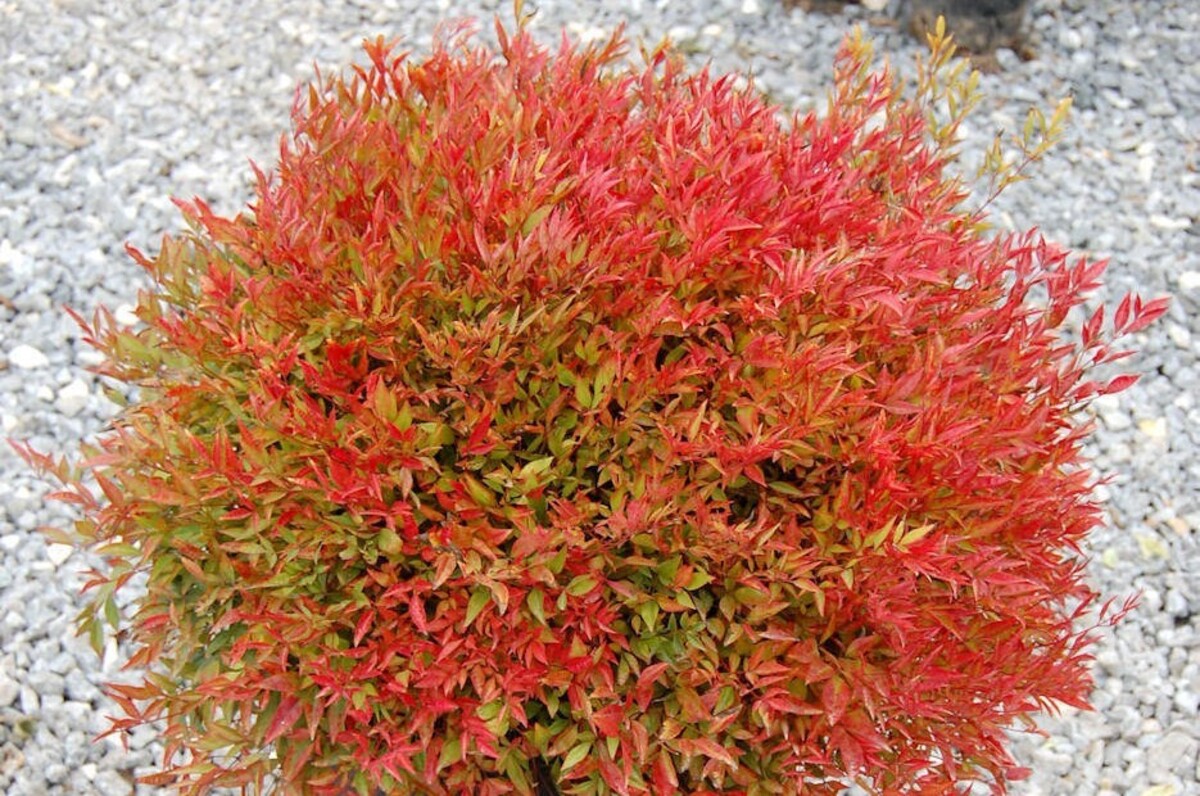 Nandina - Moon Bay 150mm Pot (VN)