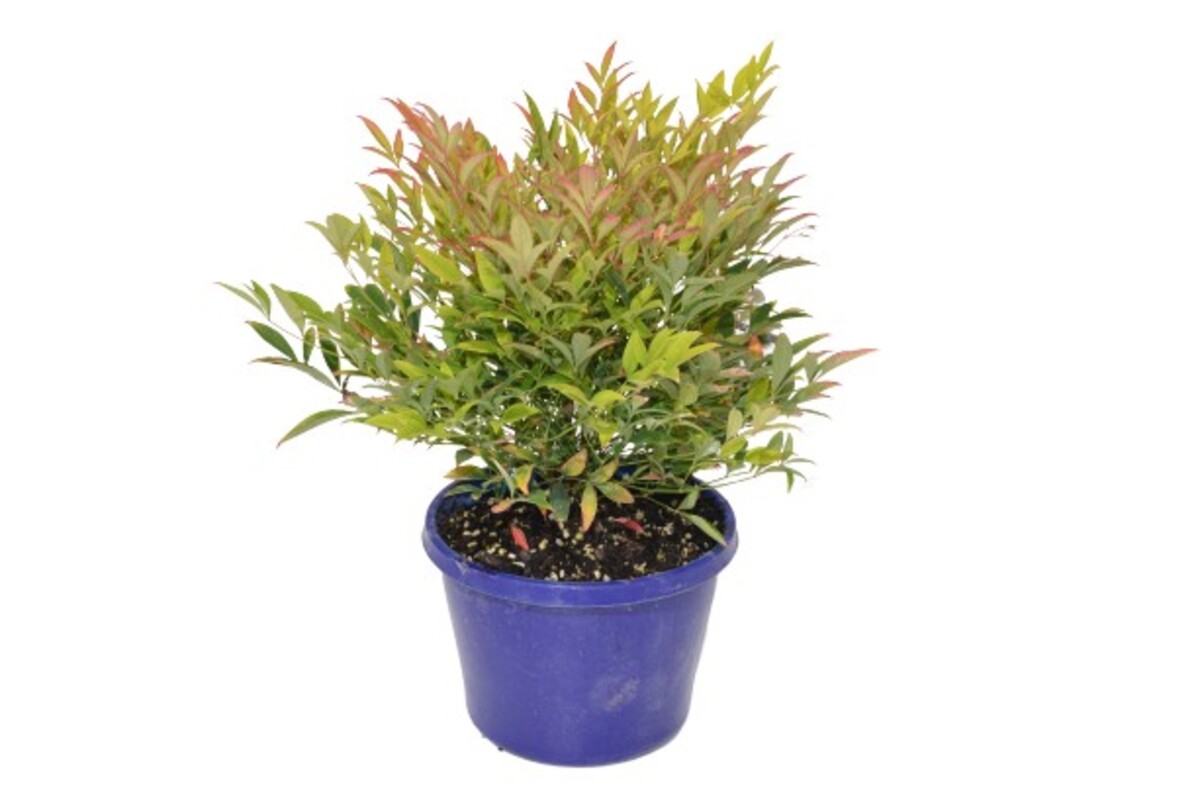 Nandina - Moon Bay 150mm Pot (VN)