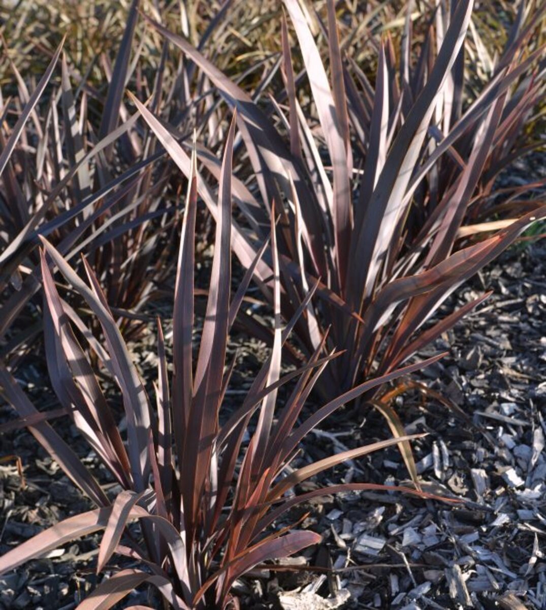 Phormium - Pink Bright Bronze 150mm Pot (VN)