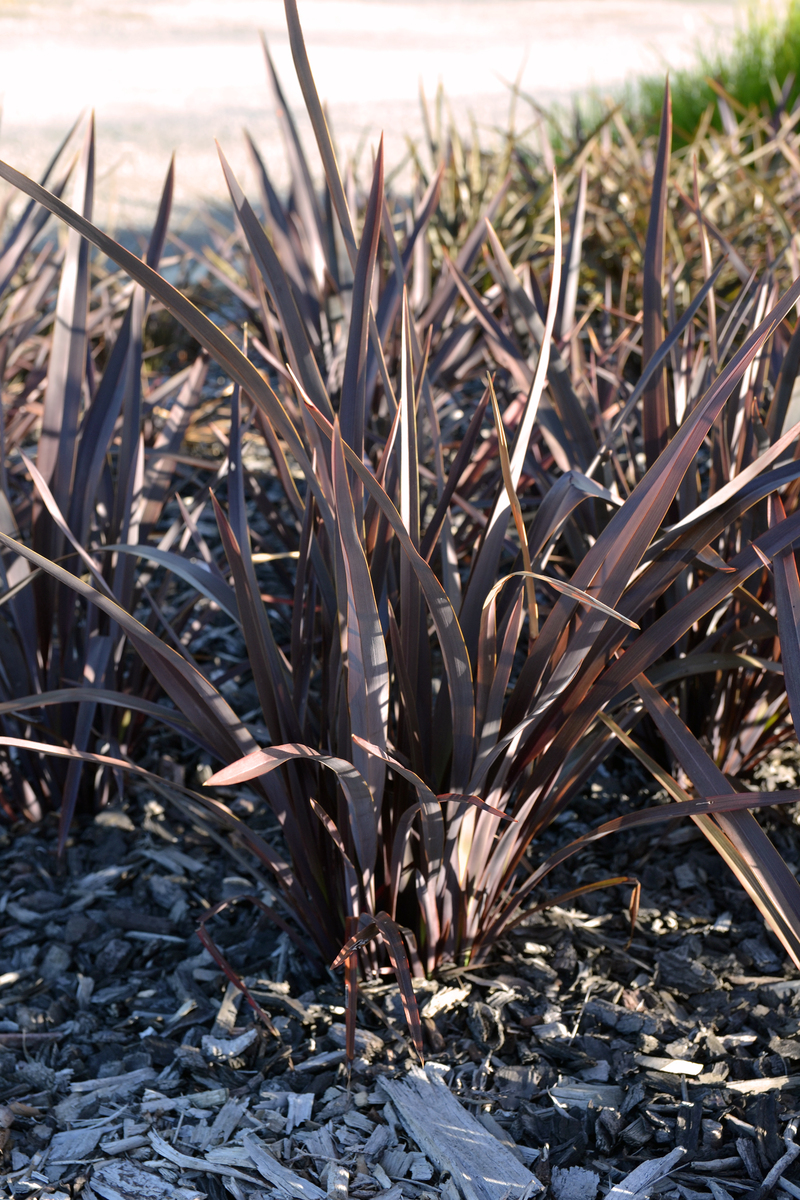 Phormium - Pink Bright Bronze 150mm Pot (VN)