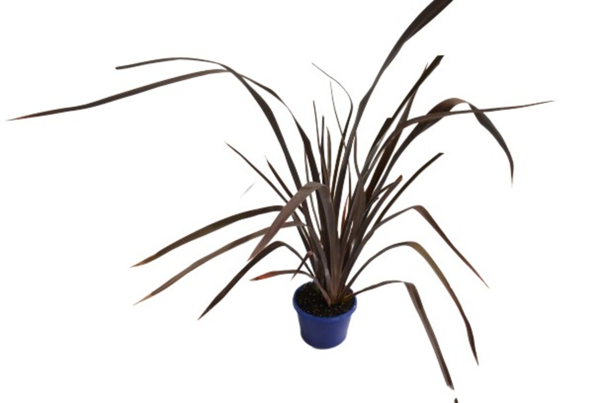 Phormium - Pink Bright Bronze 150mm Pot (VN)