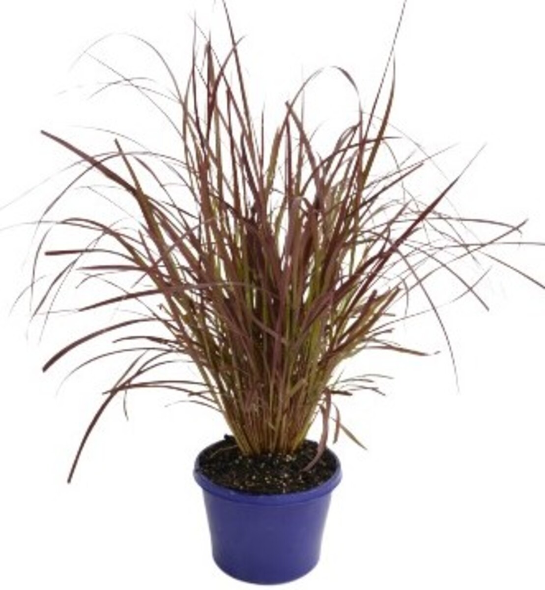Pennisetum - Red Riding Hood 150mm Pot (VN)