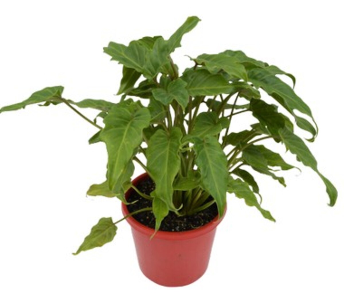 Philodendron - Xanadu 150mm Pot (VN)