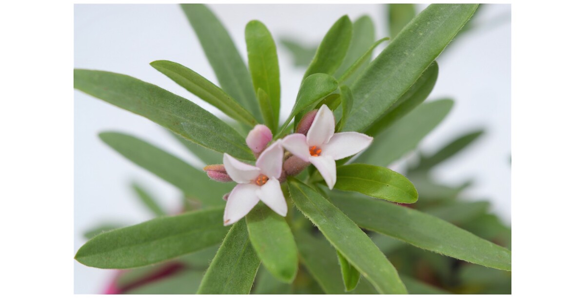 Daphne Spring Pink Eternal Fragrance 140mm Pot