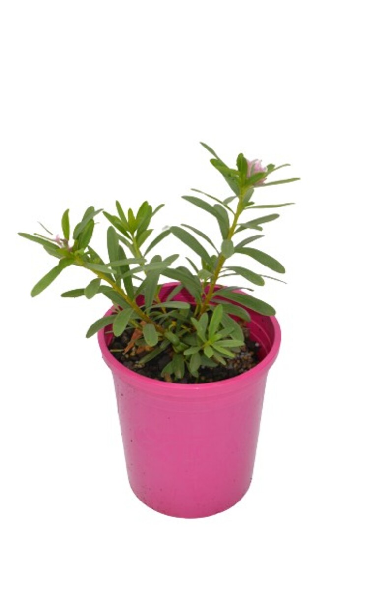 Daphne Spring Pink Eternal Fragrance 140mm Pot