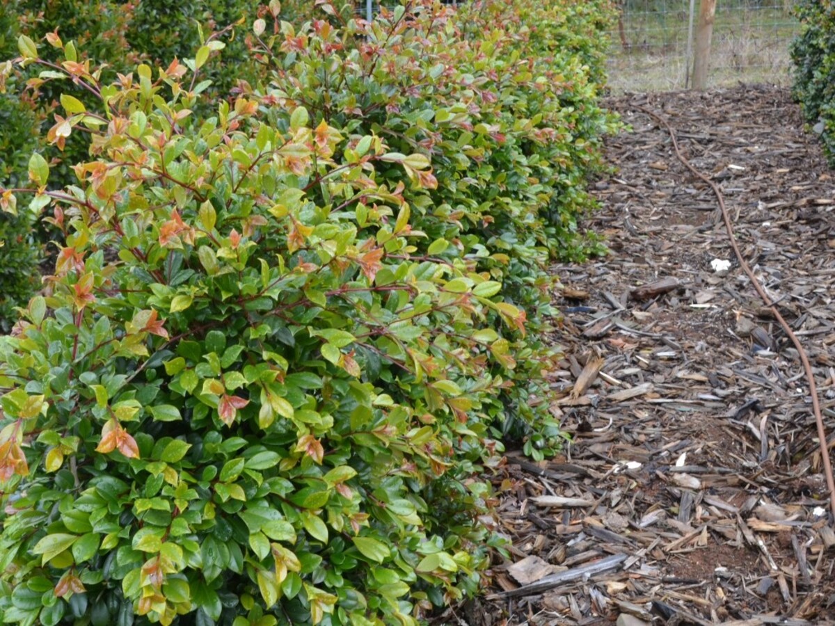 Syzygium - Resilience 150mm Pot (VN)