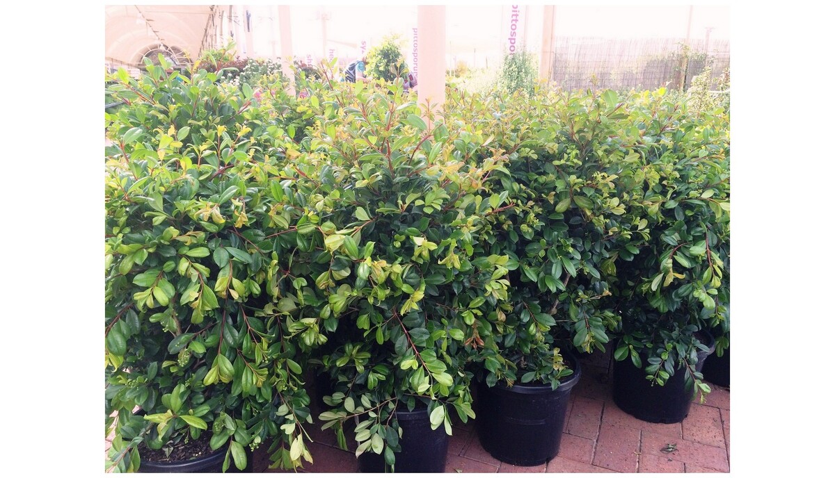 Syzygium - Resilience 200mm Pot (VN)