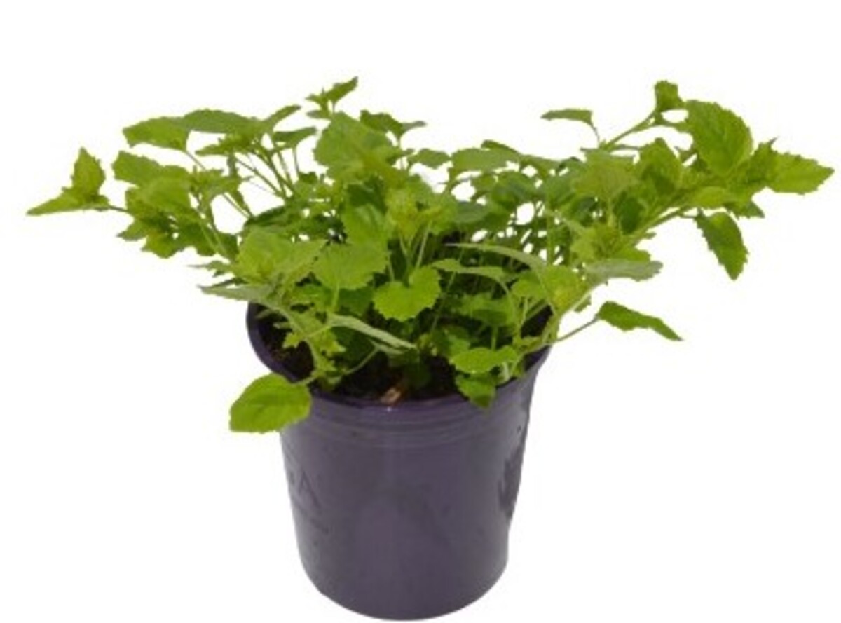 Campanula Barbara Valentine - Bellflower 140mm Pot