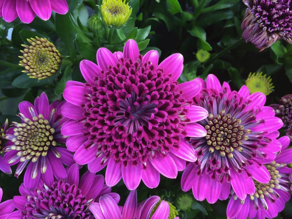 Osteospermum - 3D Purple 150mm Pot (VN)