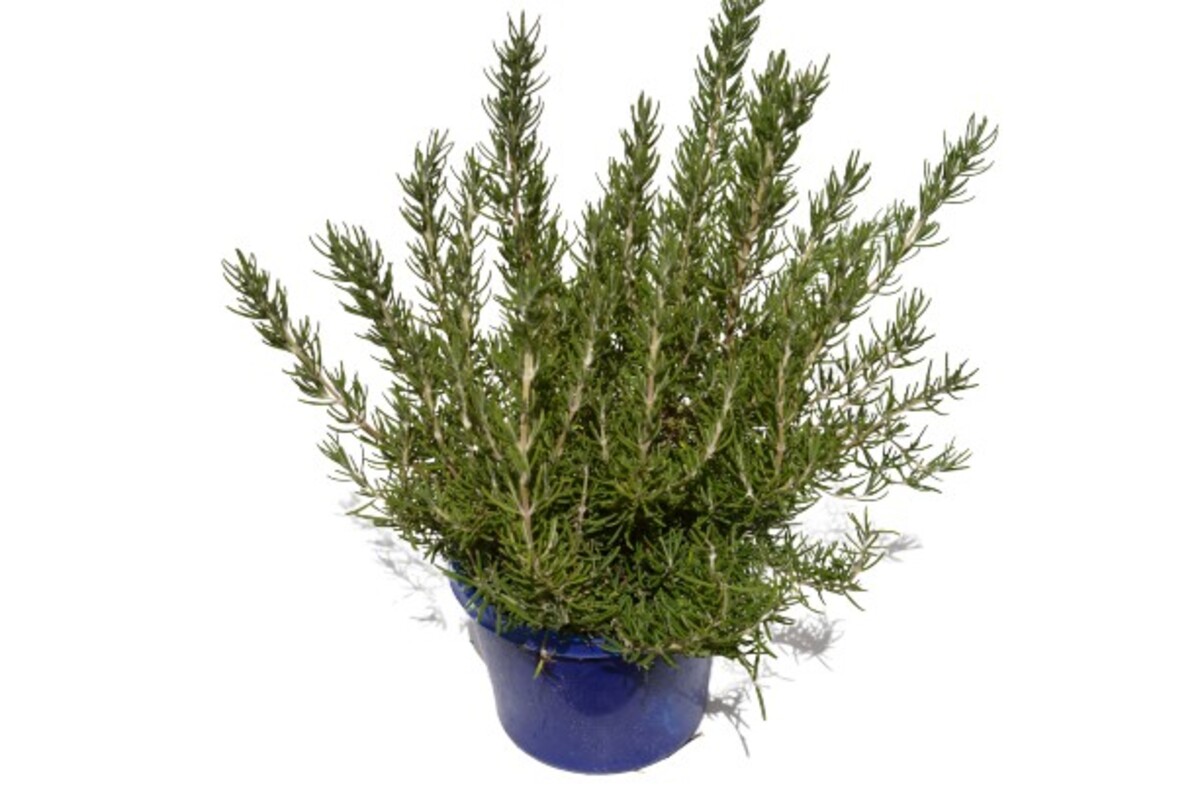 Rosemary - Chefs Choice 150mm Pot (VN)