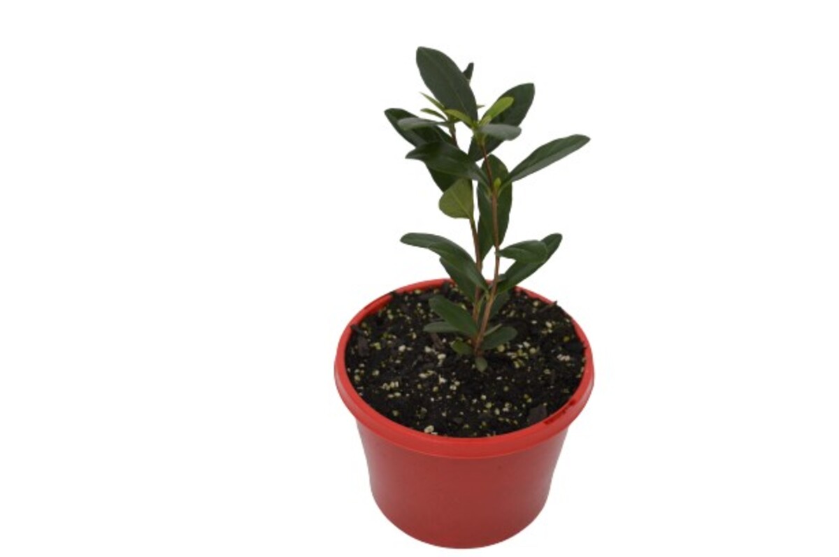 Feijoa - Pineapple Guava 150mm Pot (VN)