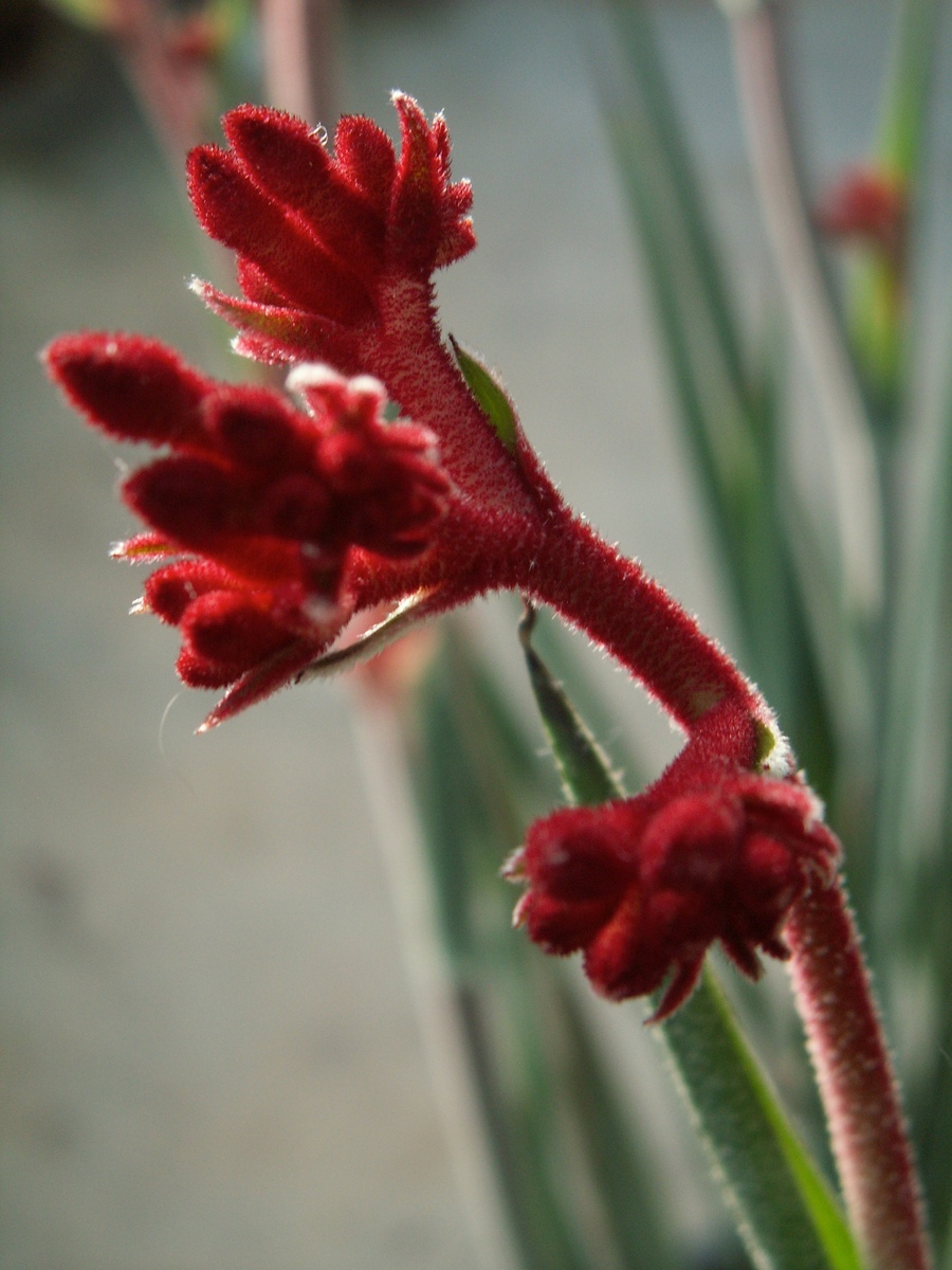 Anigozanthos Frosty Red - Kangaroo Paw 150mm Pot (VN)