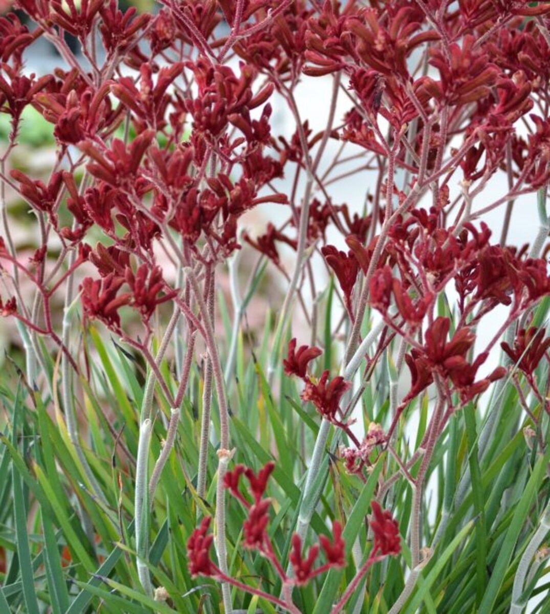 Anigozanthos Frosty Red - Kangaroo Paw 150mm Pot (VN)