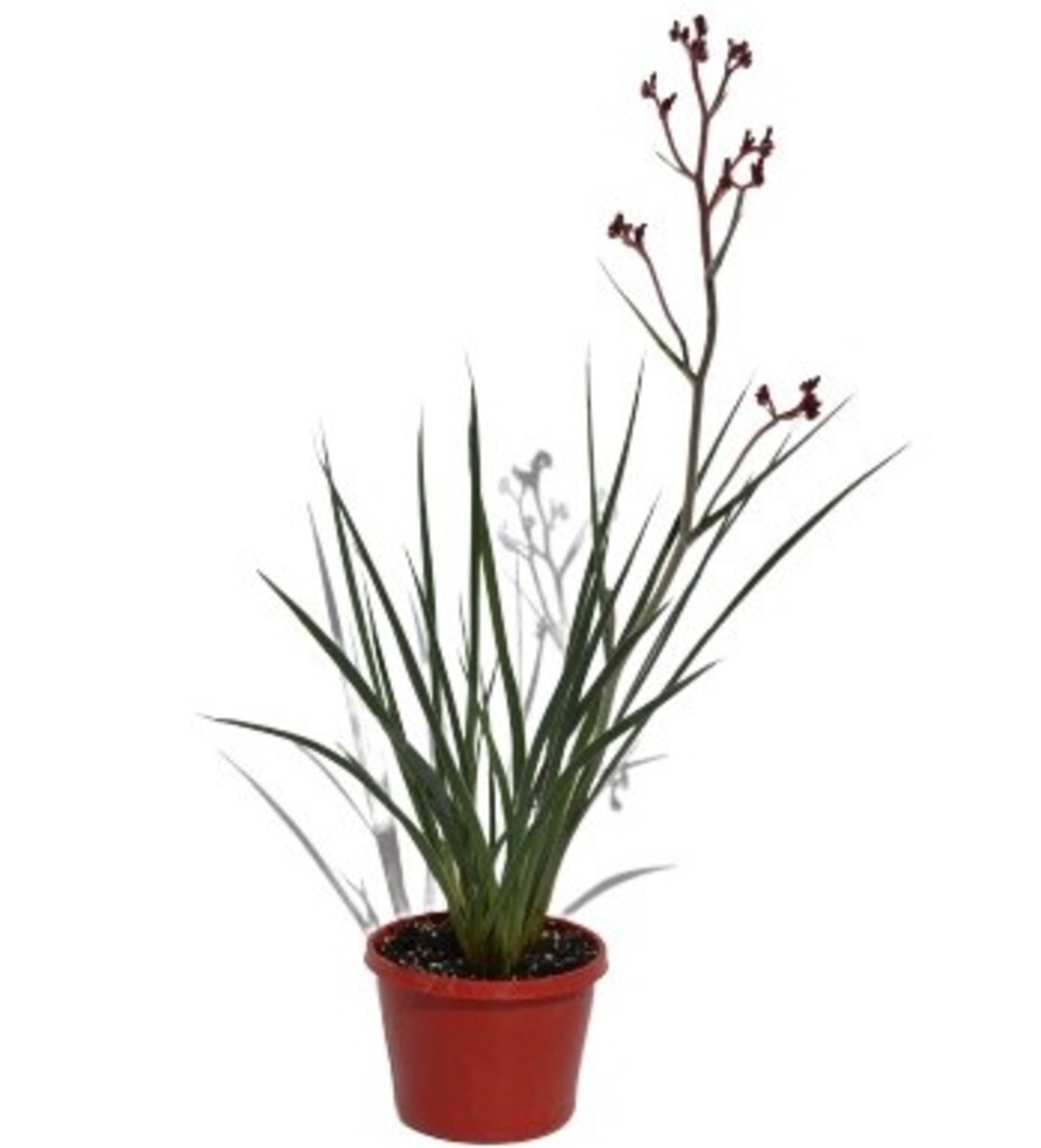 Anigozanthos Frosty Red - Kangaroo Paw 150mm Pot (VN)