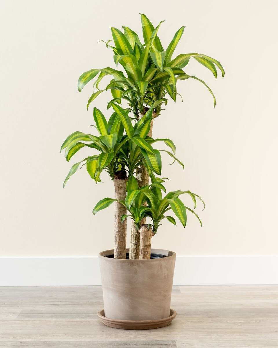 Dracena Massangeana - Happy Plant 200mm Pot