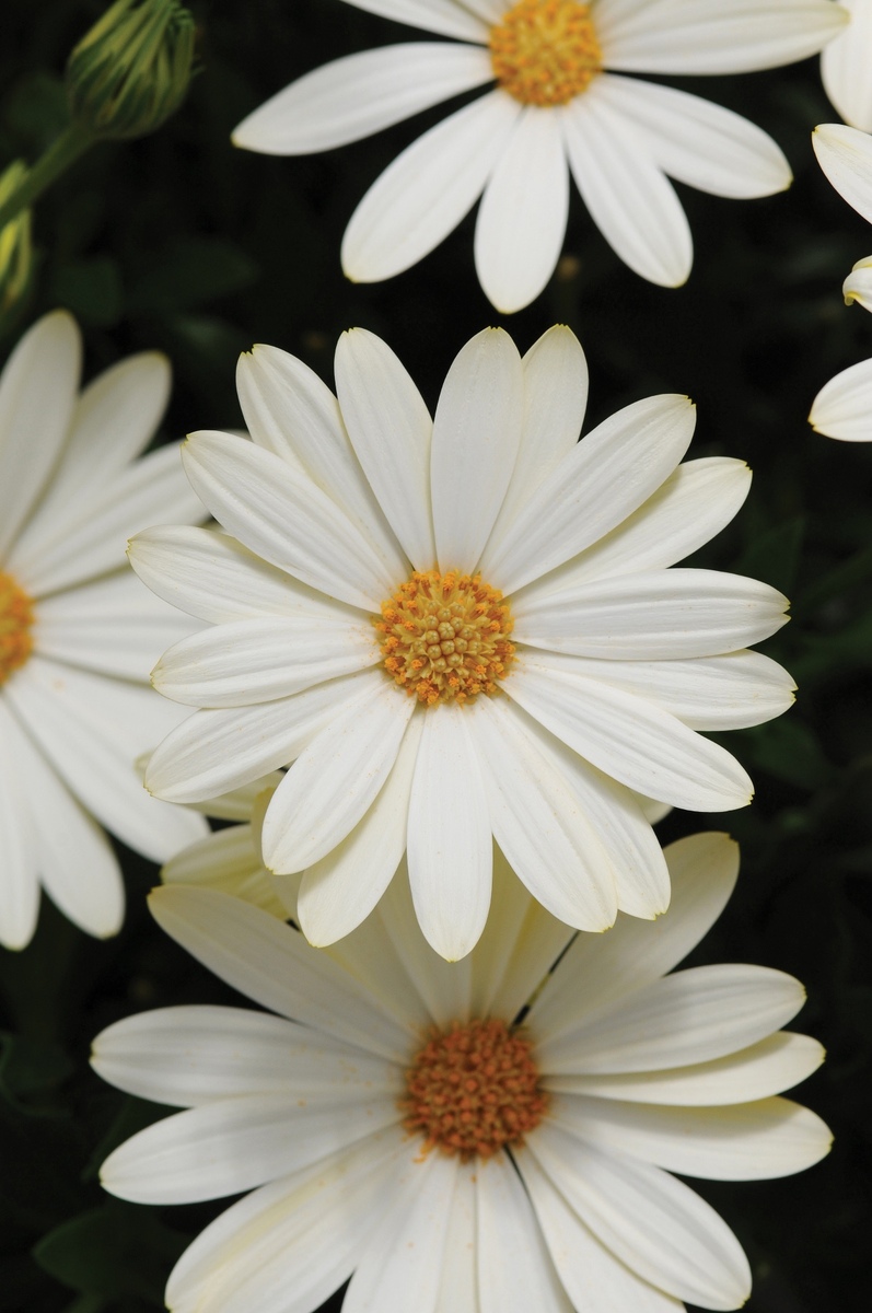 Osteospermum - White Lightning 150mm Pot (VN)