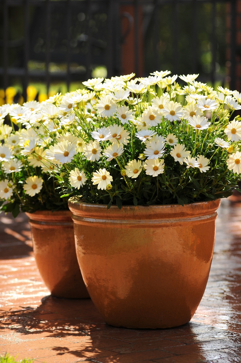 Osteospermum - White Lightning 150mm Pot (VN)