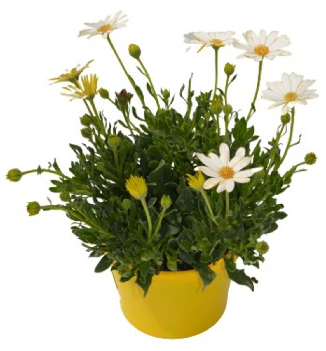 Osteospermum - White Lightning 150mm Pot (VN)