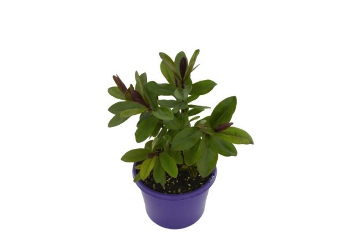 Hebe - Santa Monica 150mm Pot (VN)