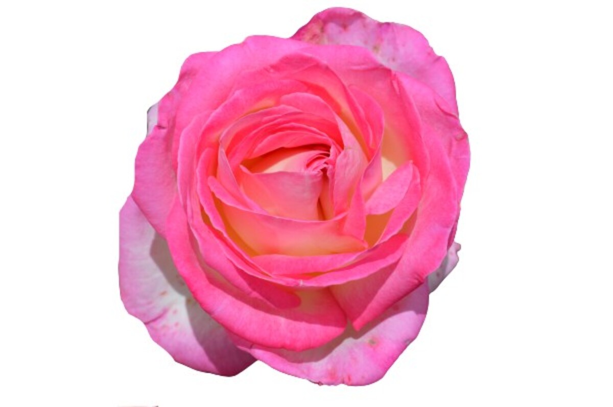 Rose 2ft Patio - Princess de Monaco 250mm Pot (VN)
