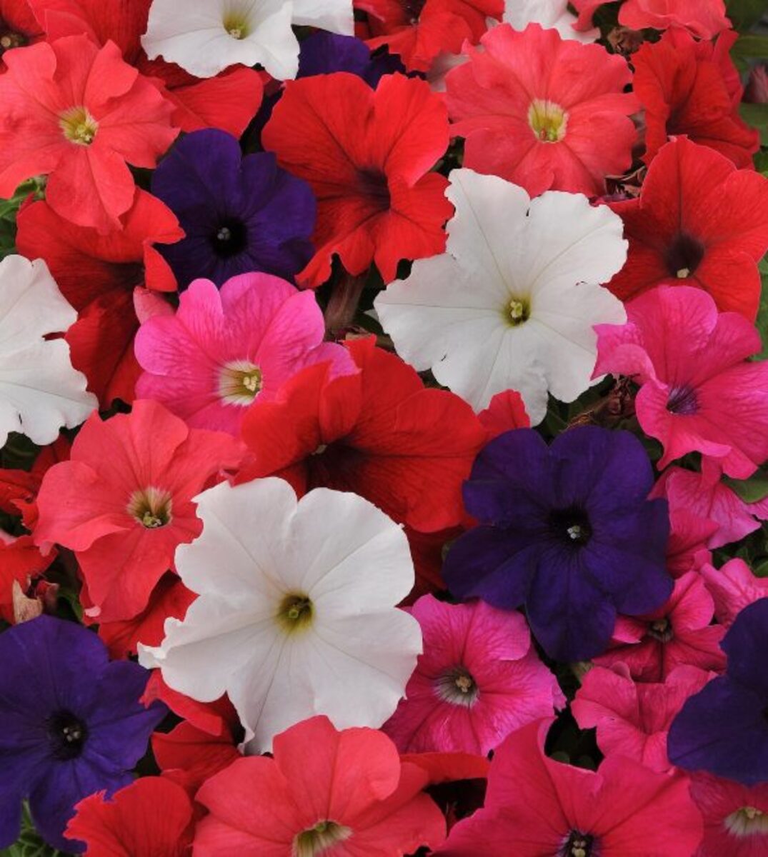Petunia Ez Rider Mix - 10 Pack