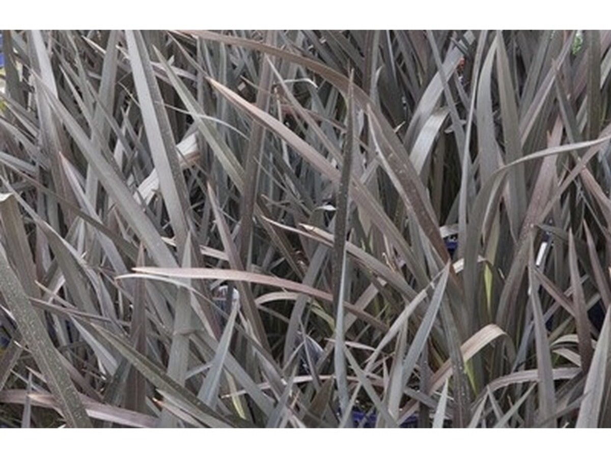 Phormium - Black Rage 200mm