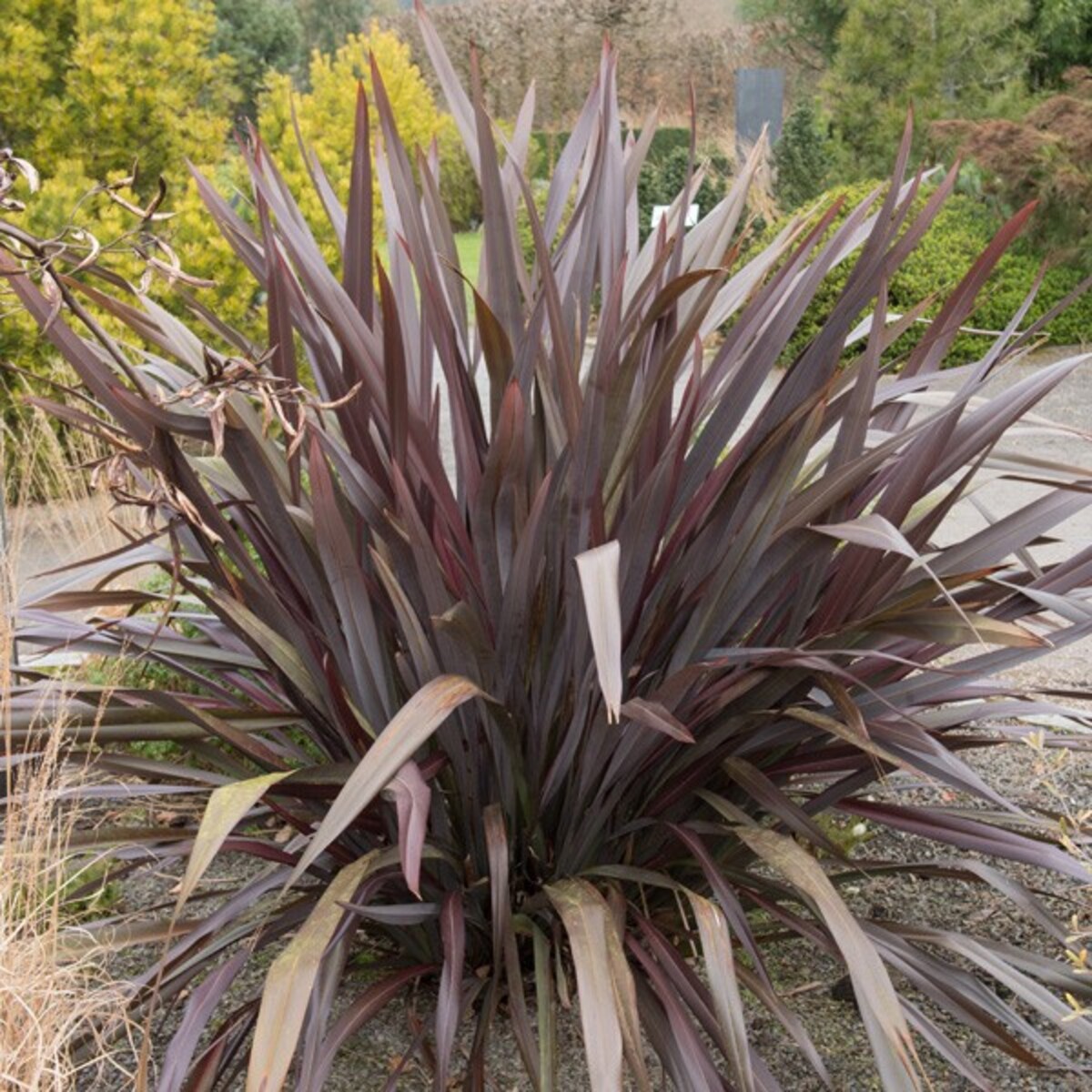 Phormium - Black Rage 150mm Pot (VN)