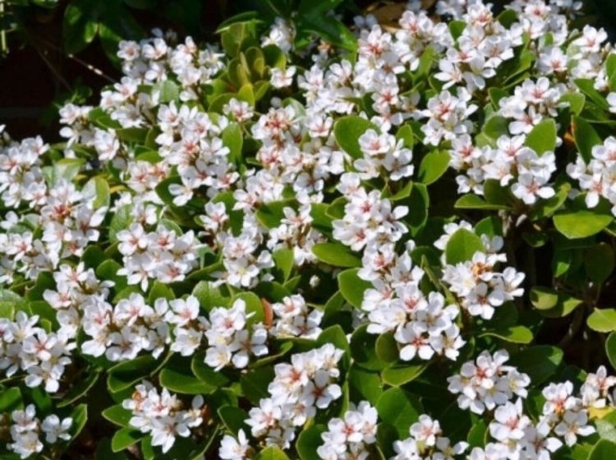 Rhaphiolepis - Oriental Pearl 200mm Pot