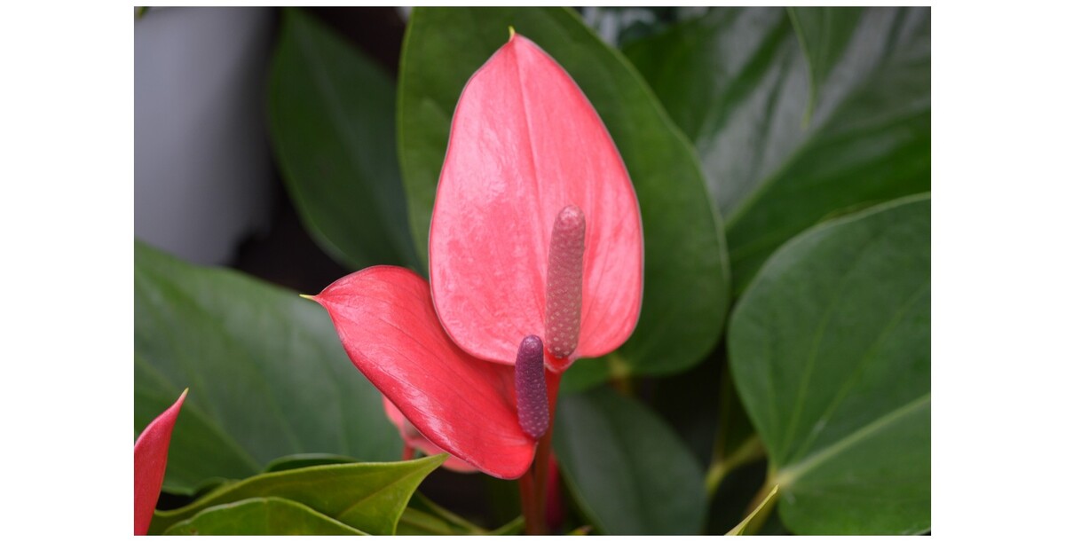 Anthurium - Flamingo Flower 140mm Pot