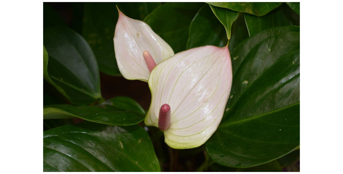 Anthurium - Flamingo Flower 140mm Pot