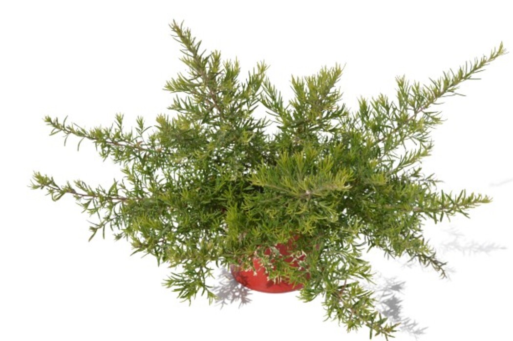 Grevillea - Cherry Ripe 150mm Pot (VN)