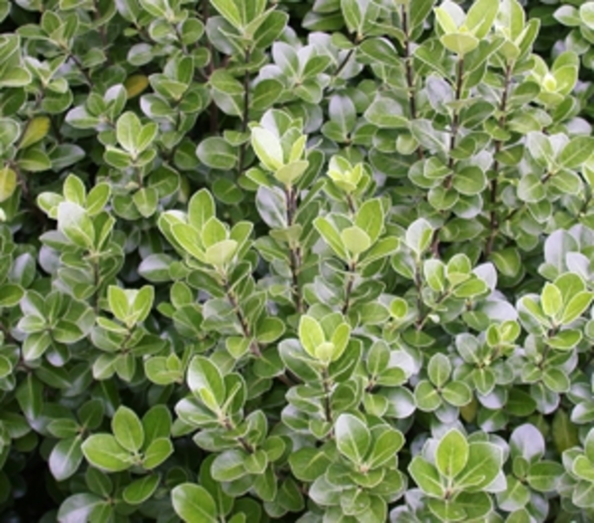 Pittosporum - Stephens Island 150mm Pot (VN)