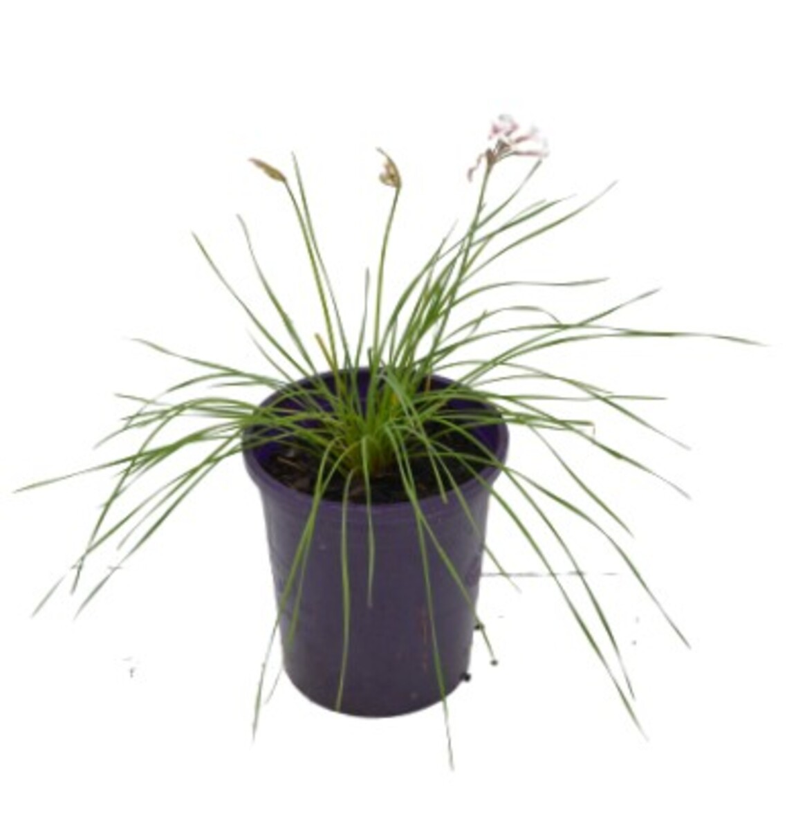 Tulbaghia - Starlet 140mm Pot