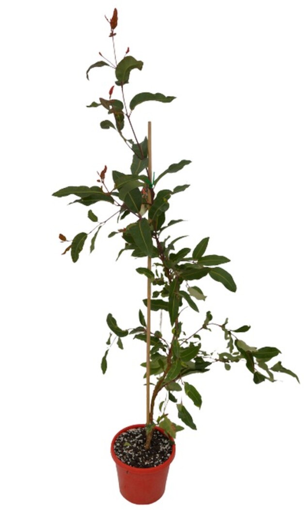 Corymbia - Flowering Gum 200mm Pot (VN)